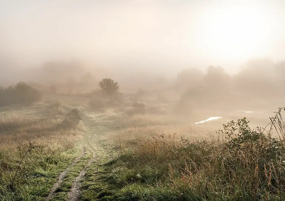 Amager Fælled morgen